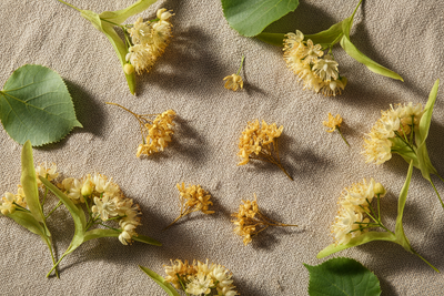 Lime blossoms