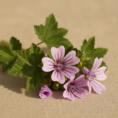 Mallow