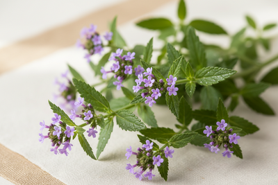 Verbena